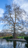 <center>Le parc de Maison Blanche.</center>Un platane.