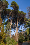 <center>Le parc de Maison Blanche.</center>Pin pignon ou pin parasol