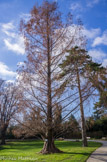 <center>Le parc de Maison Blanche.</center>Cyprés chauve. Il fut introduit en Europe en 1640. Les pneumatophores (racines aériennes) apportent à l'arbre l'oxygène nécessaire à sa vie.
