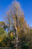 <center>Le parc de Maison Blanche.</center>Orme de Sibérie. Relique de l'ére tertiaire, le Zelkova fut introduit en France à Paris en 1760 par le botaniste André Michaux.